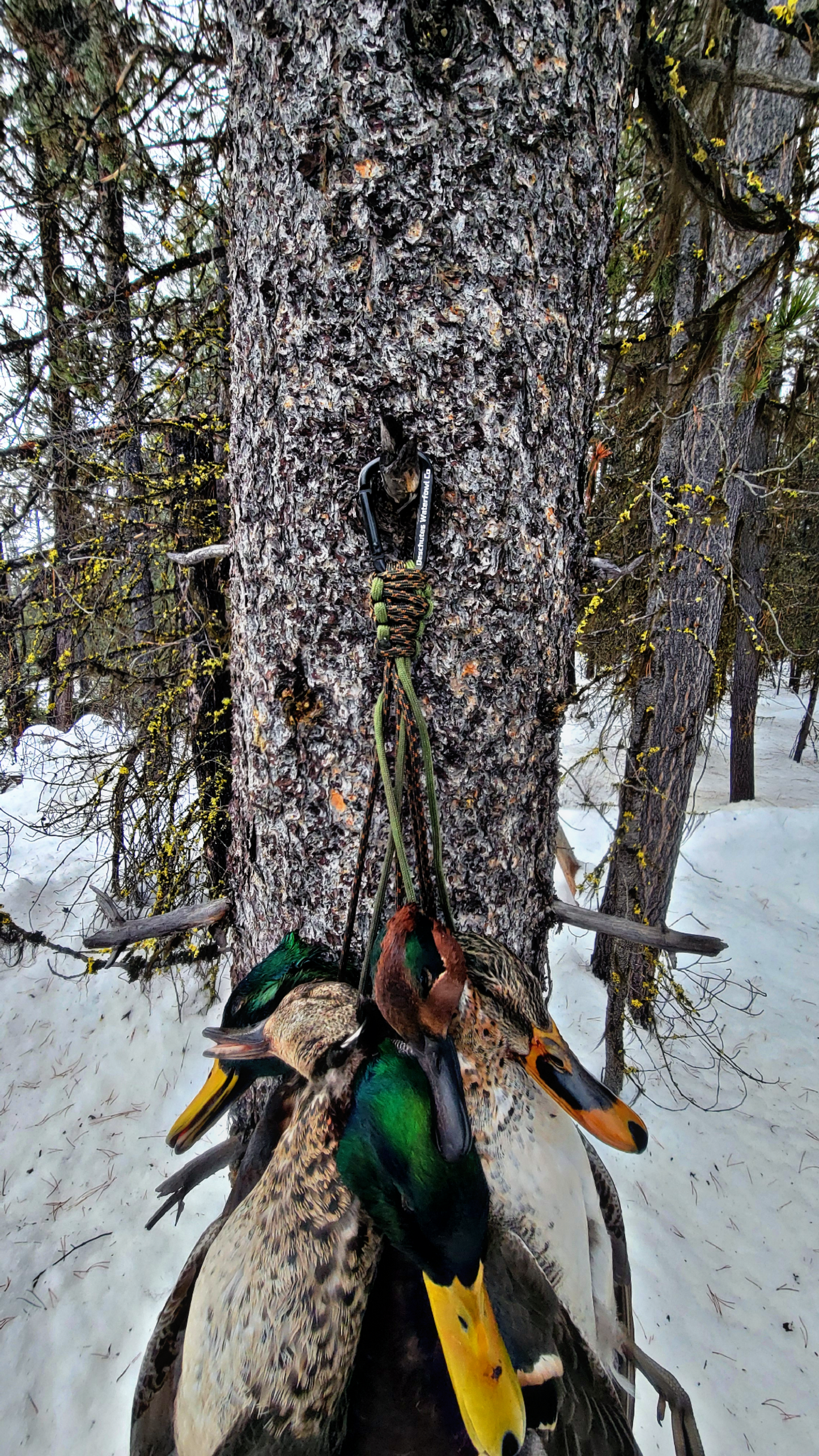 Carabiner Bird Carrier